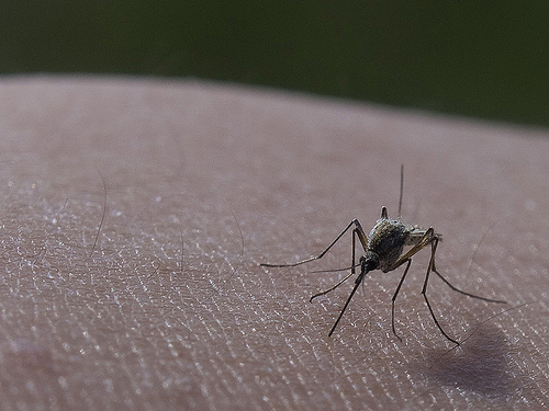 mosquito on human skin by Calgary Reviews, on Flickr mosquito on human skin by Calgary Reviews, on Flickr