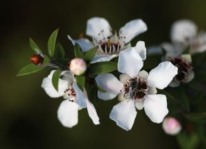 Manuka Flowers