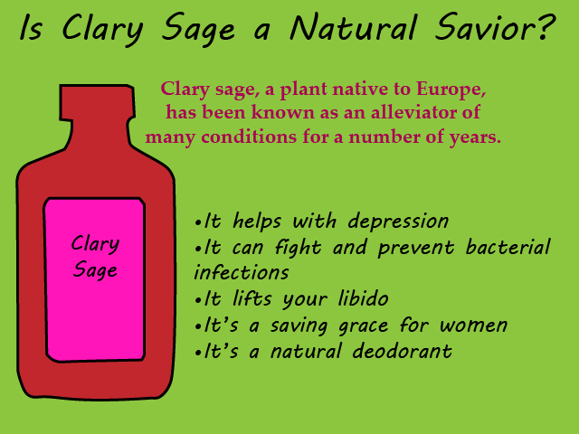 Is Clary Sage a Natural Savior? Here are some Benefits of this Miracle Herb