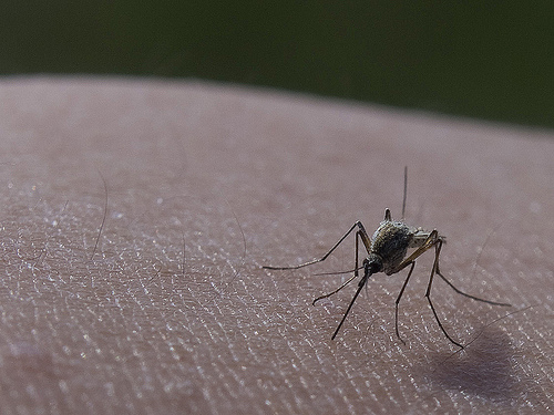 mosquito on human skin by Calgary Reviews, on Flickr